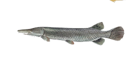 Alligator Gar