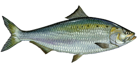 American Shad