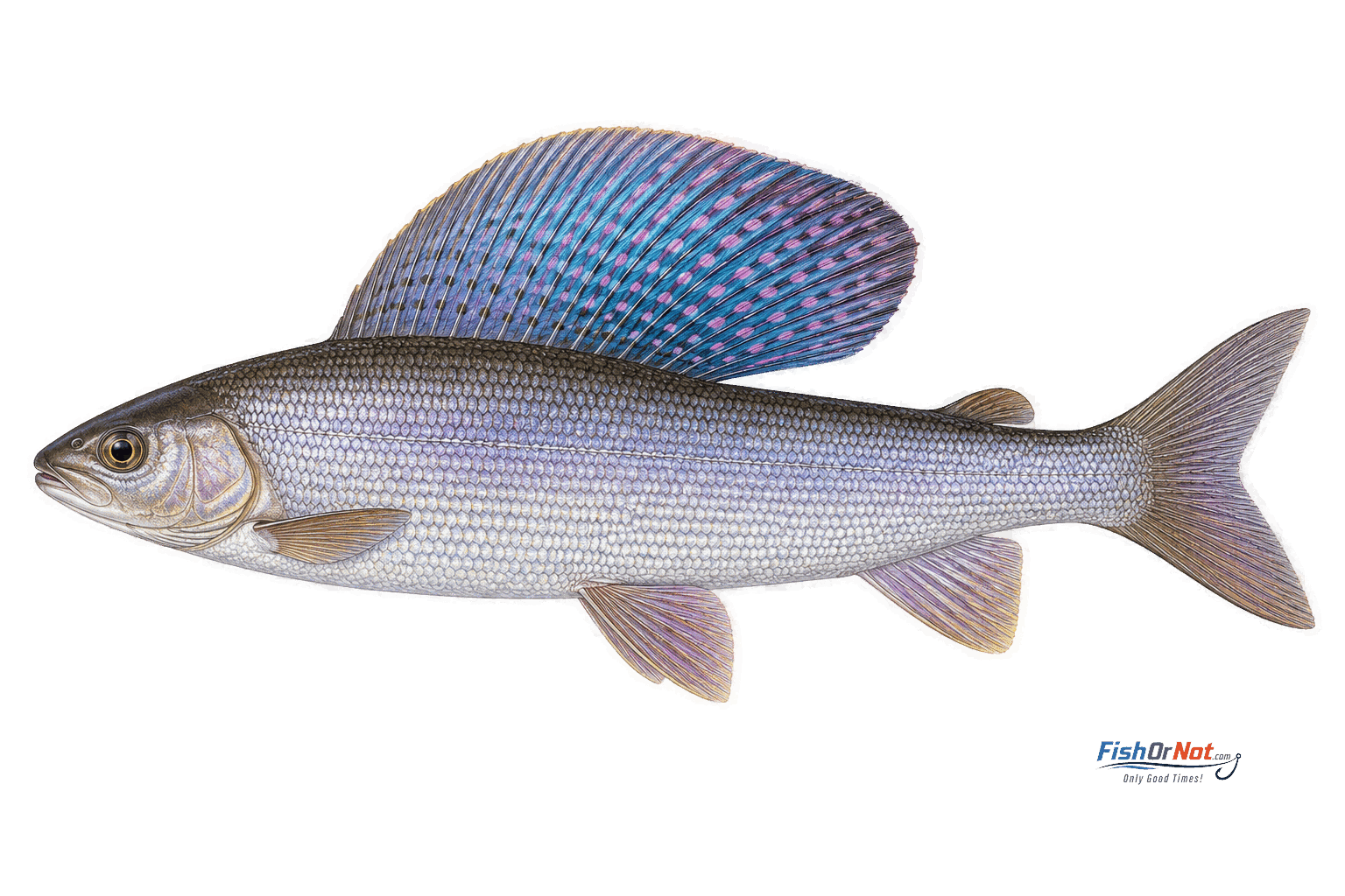 Arctic Grayling