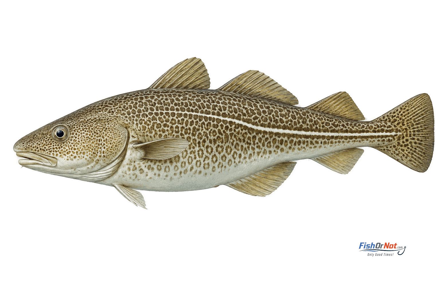 Atlantic Cod