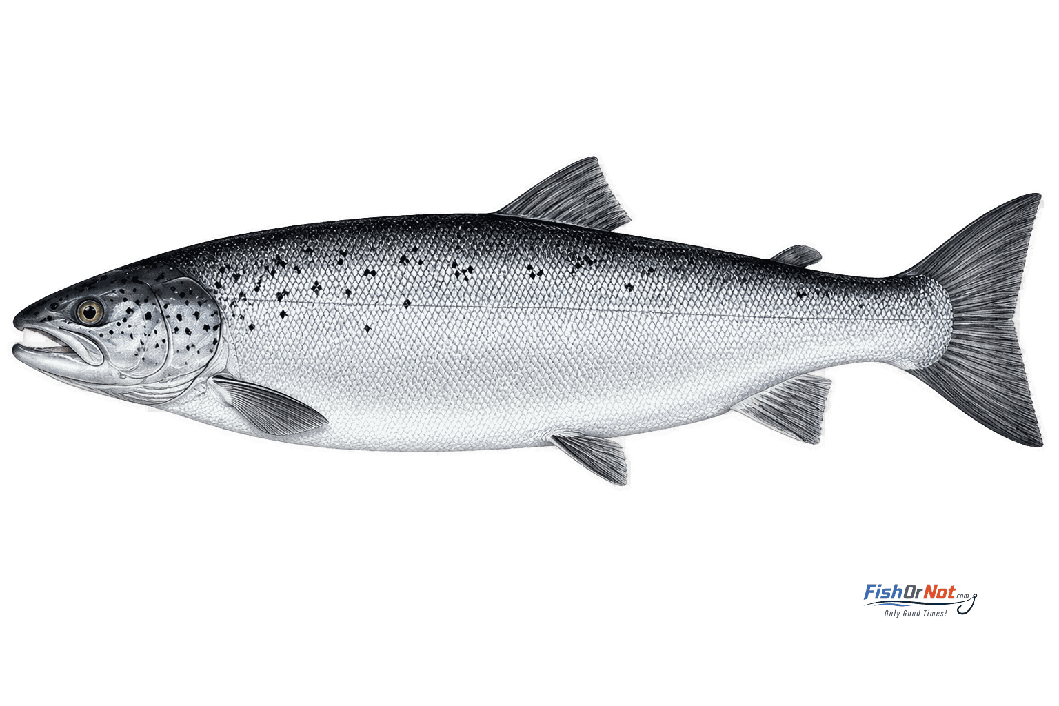 Atlantic Salmon