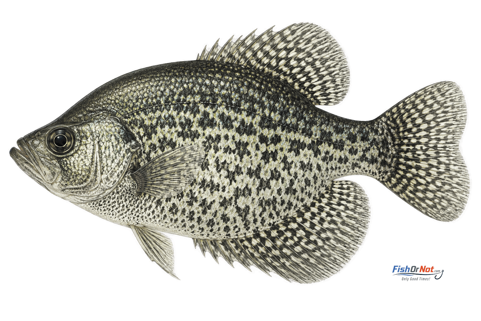 Black Crappie