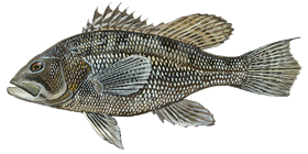 Black Sea Bass