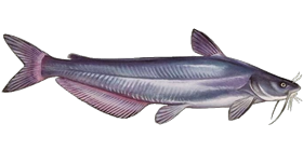 Blue Catfish