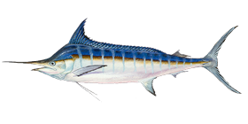 Blue Marlin
