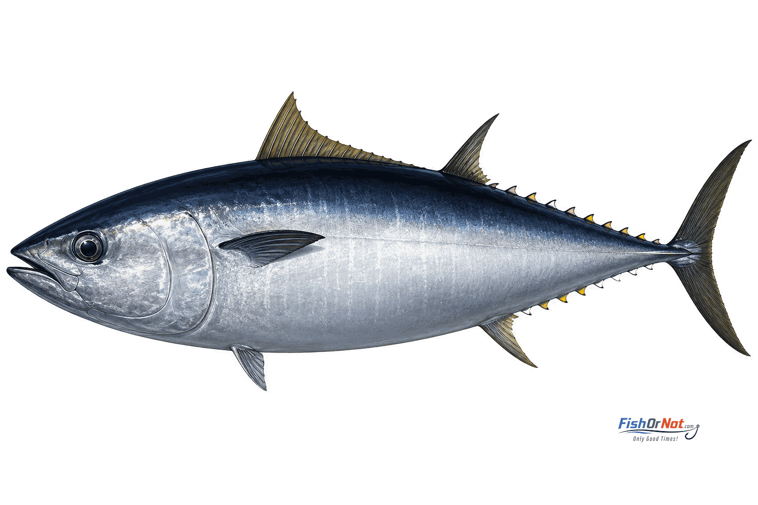 Atlantic Bluefin Tuna