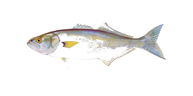 Bluefish
