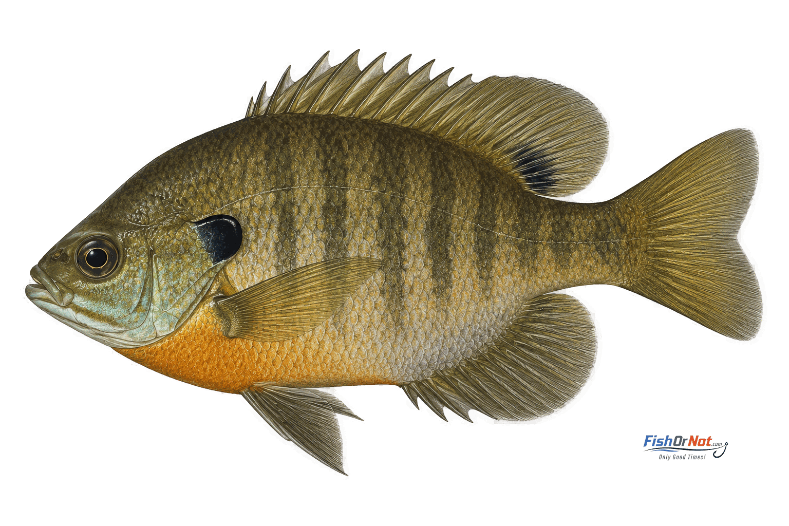 Bluegill