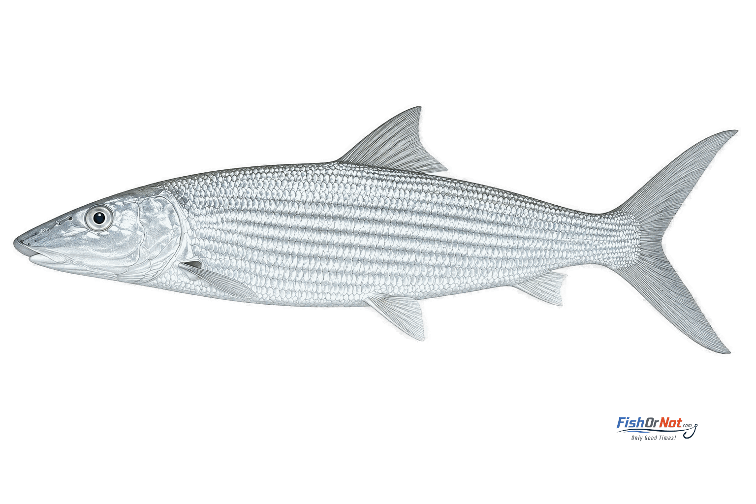 Bonefish