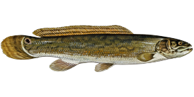 Bowfin