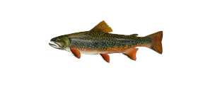 Brook Trout