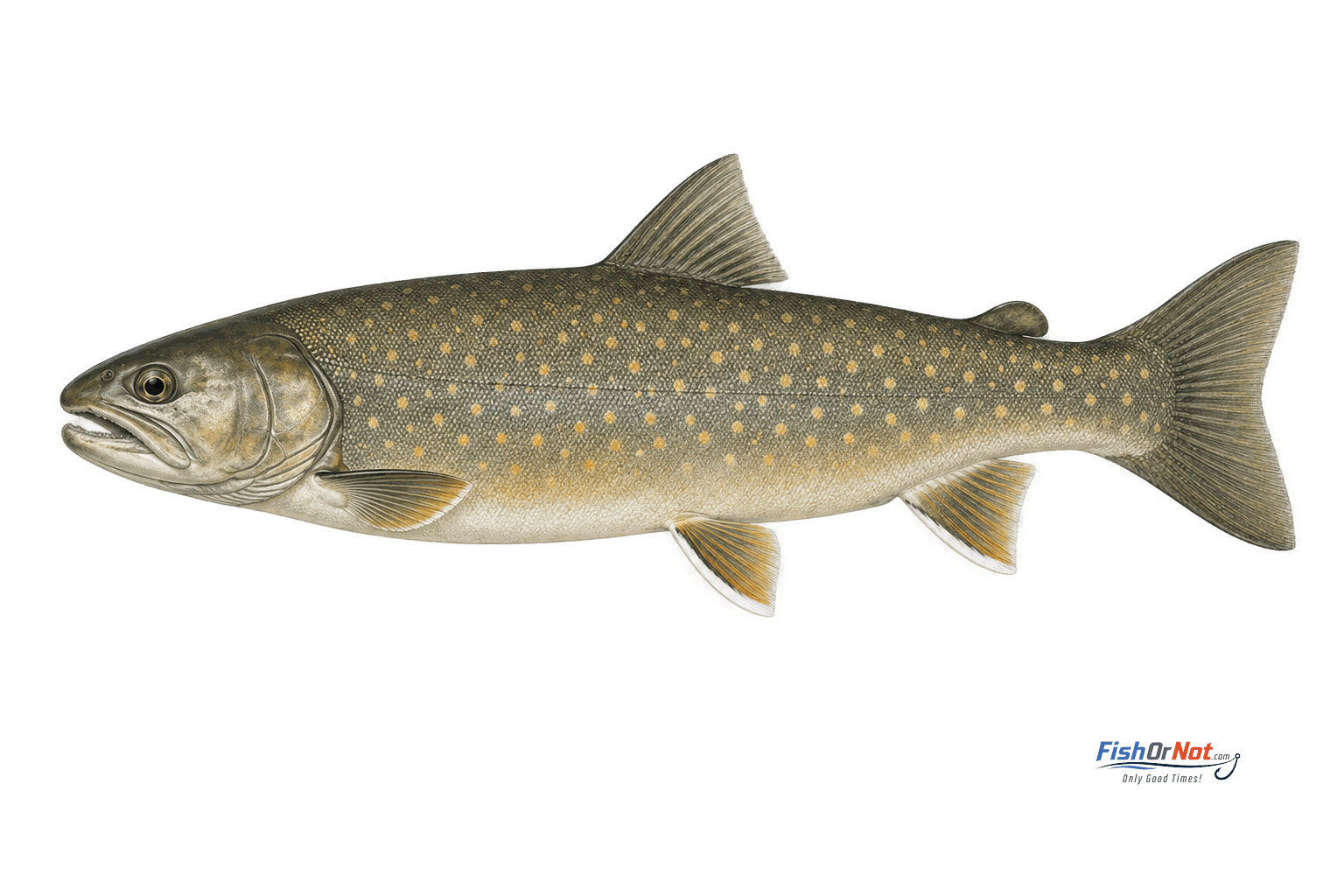 Bull Trout