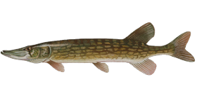 Chain Pickerel