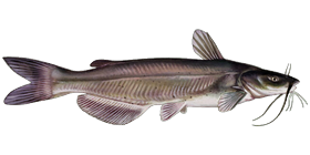 Channel Catfish