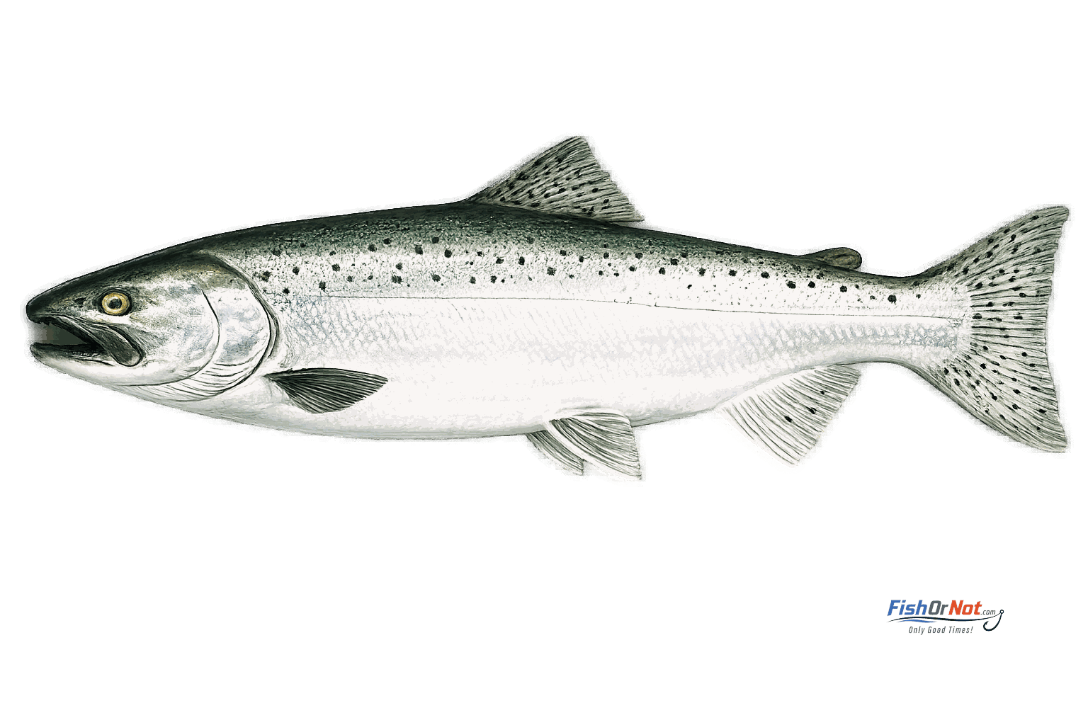 Chinook (Quinnat) Salmon