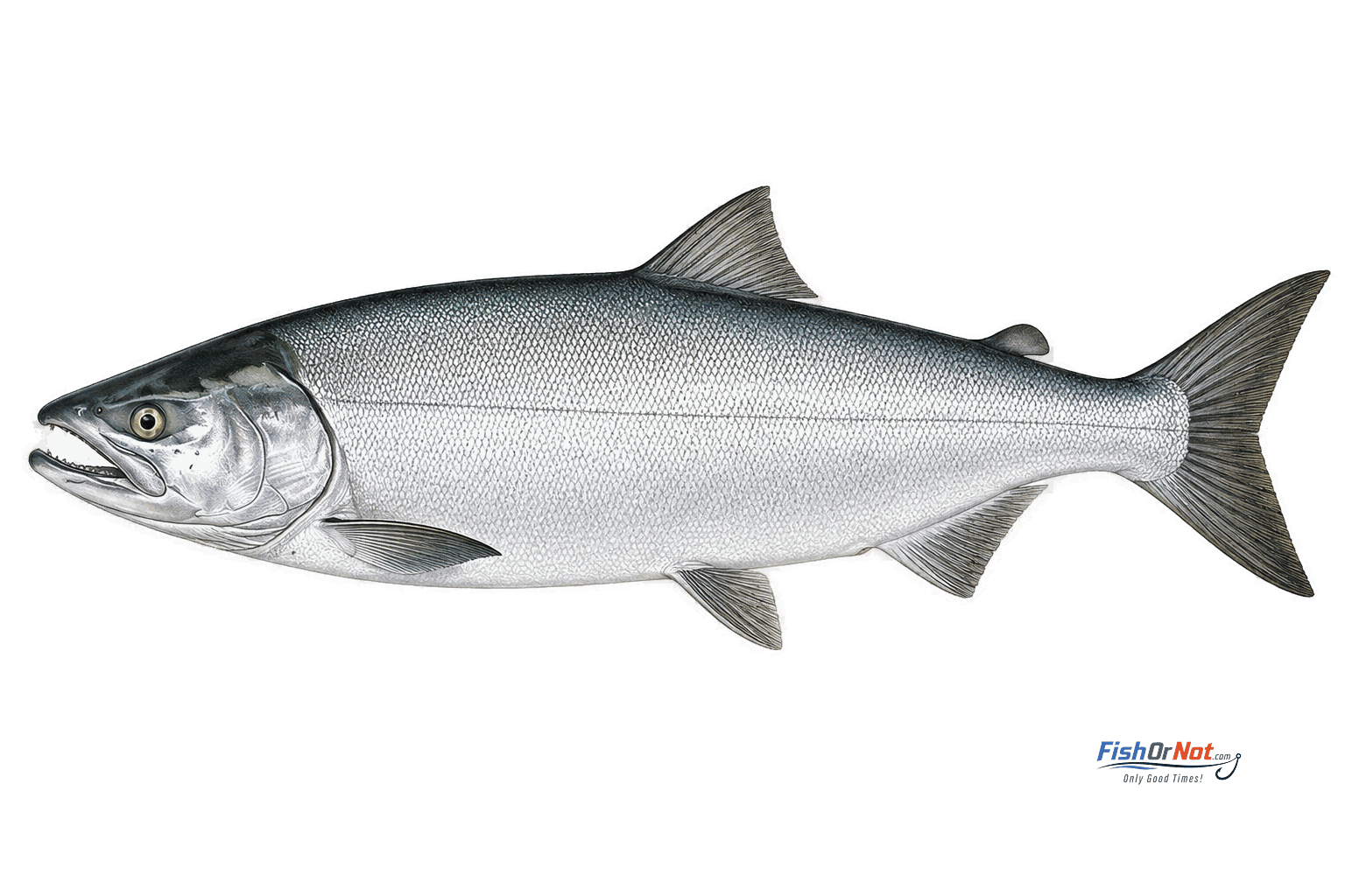Chum Salmon