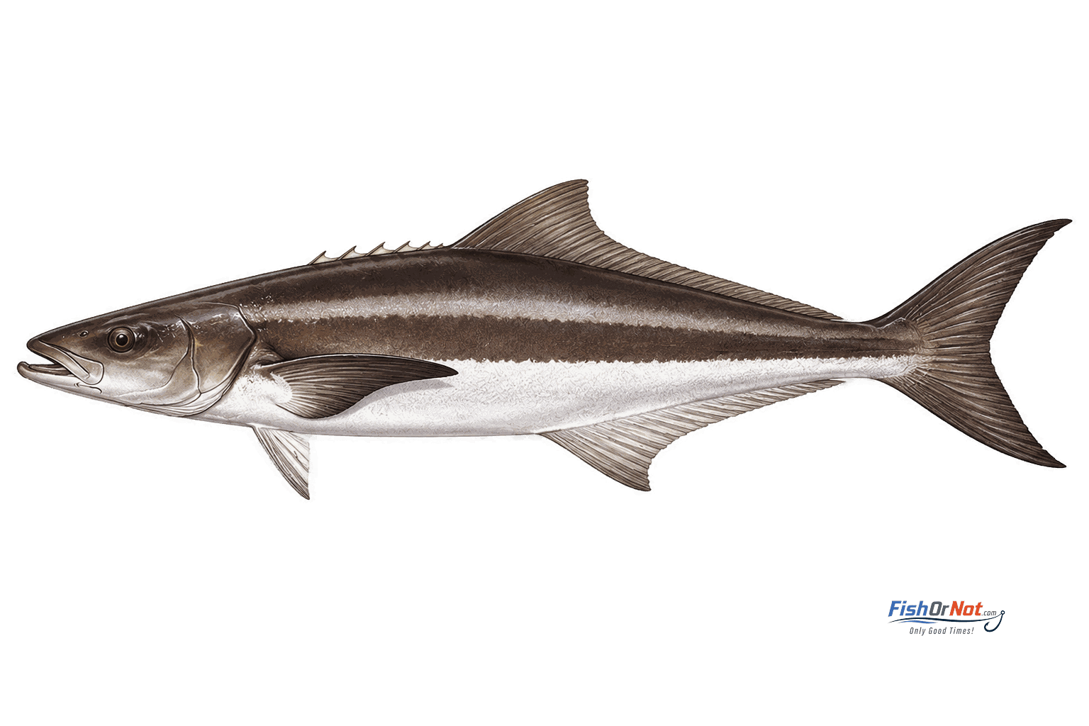 Cobia
