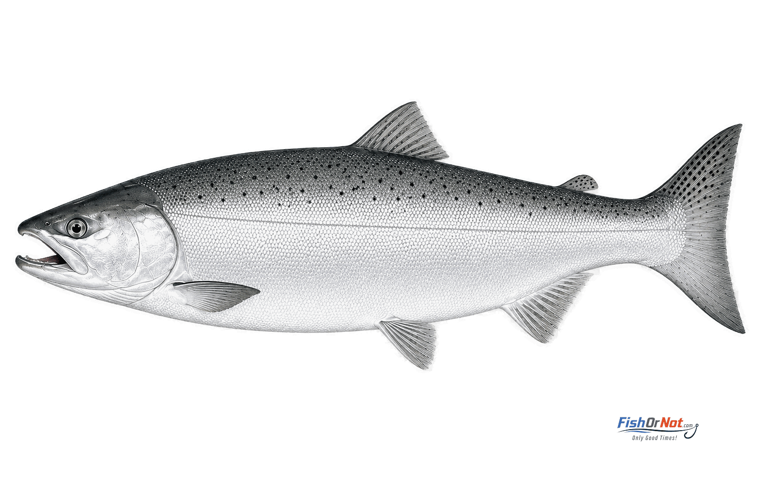 Coho Salmon