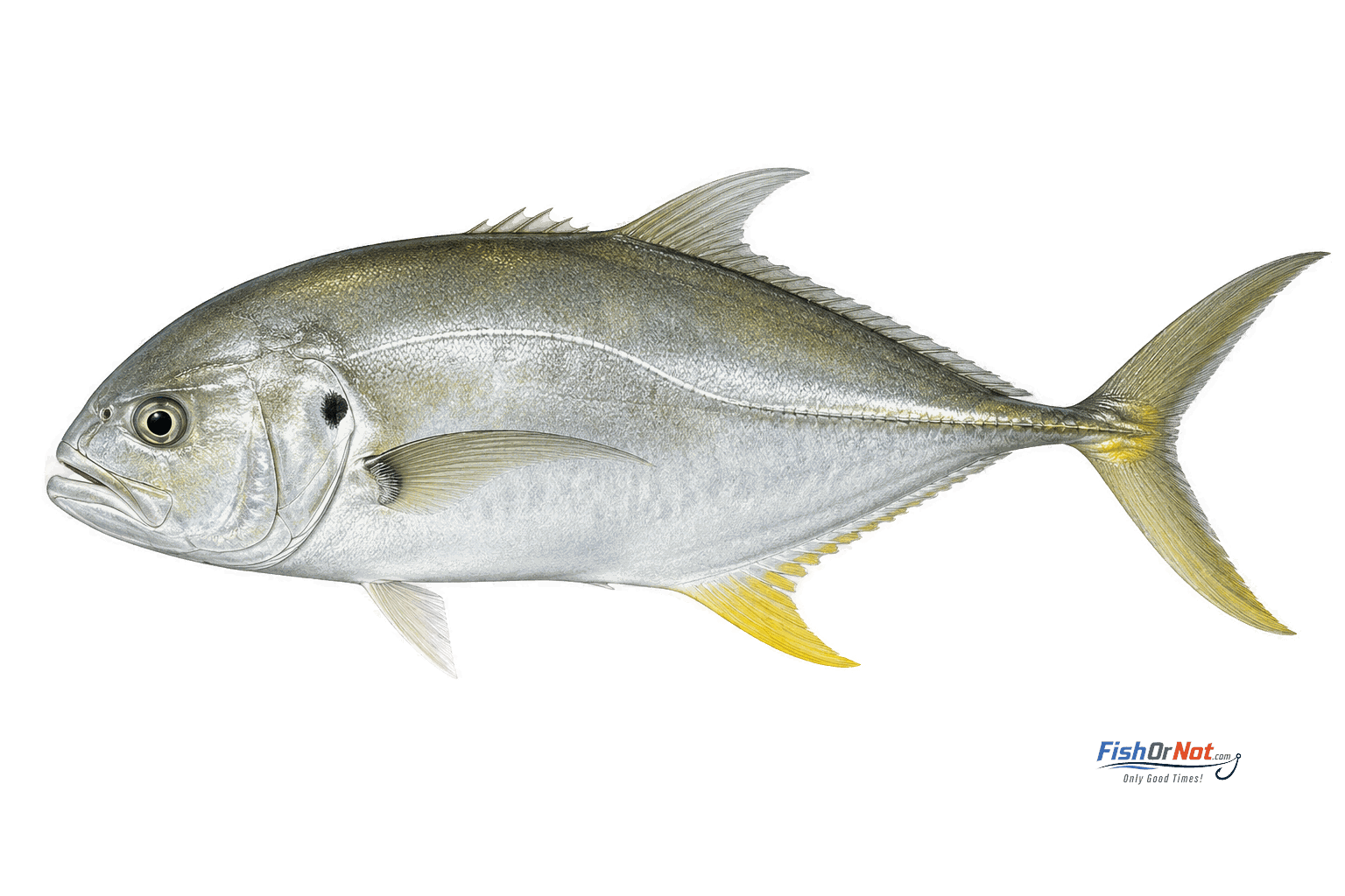 Crevalle Jack