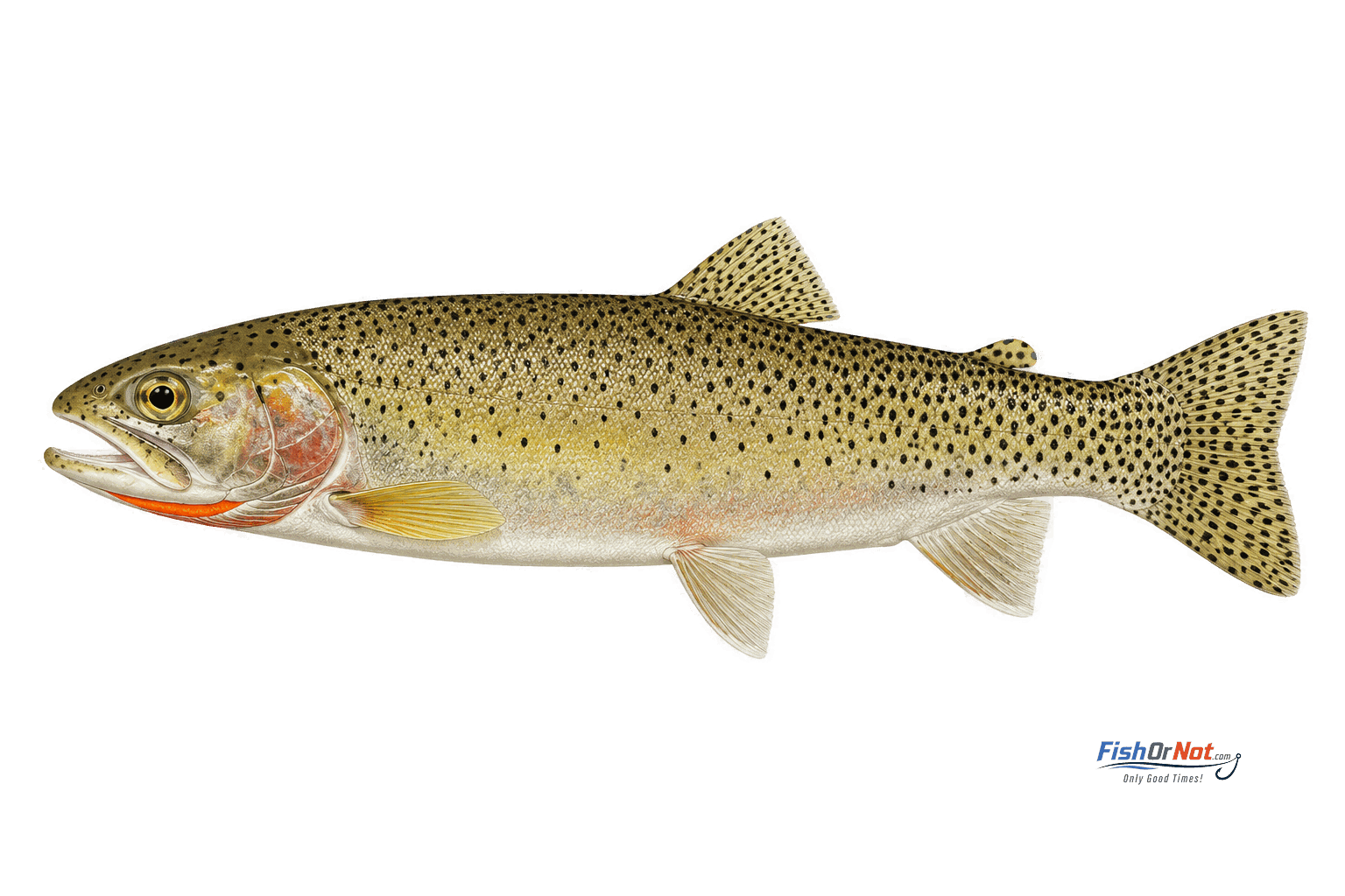 Cutthroat Trout