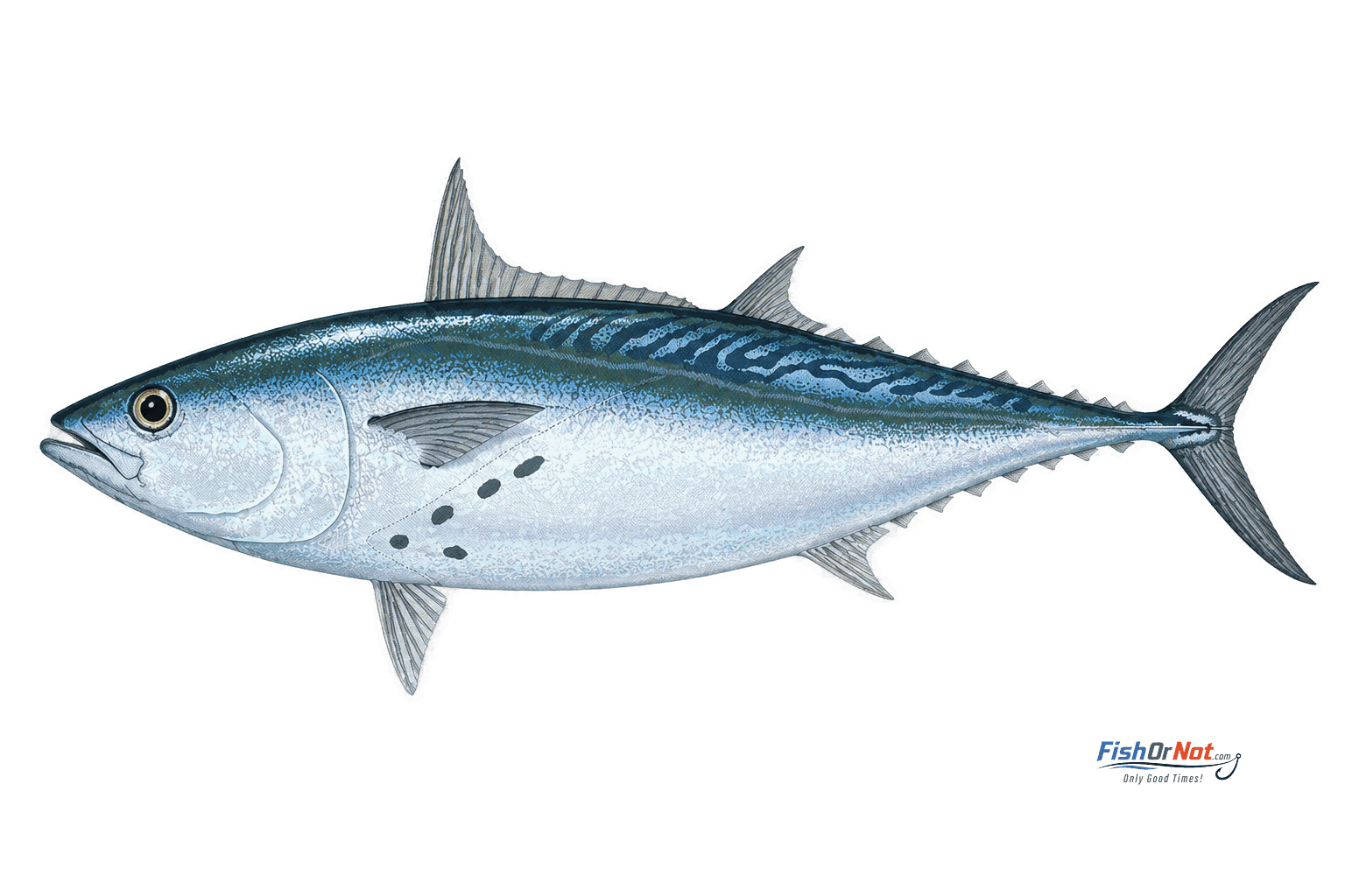 False Albacore