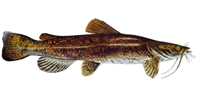Flathead Catfish