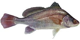 Freshwater Drum
