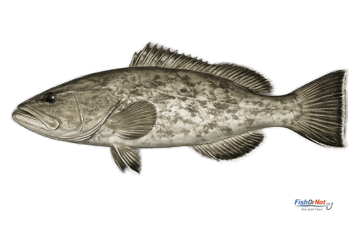 Gag Grouper