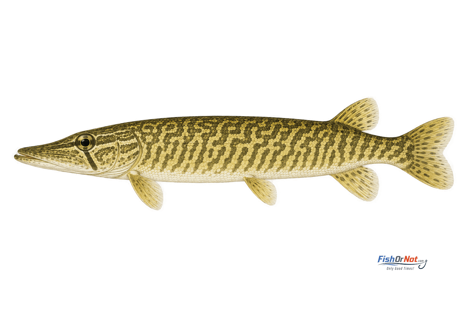 Grass Pickerel