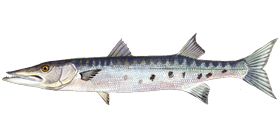 Great Barracuda