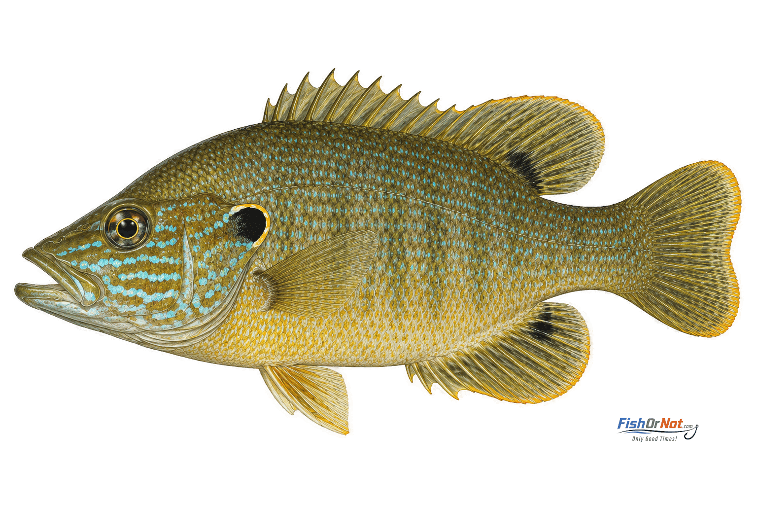 Green Sunfish