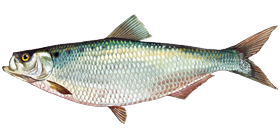 Hickory Shad