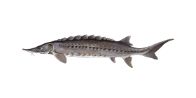 Lake Sturgeon