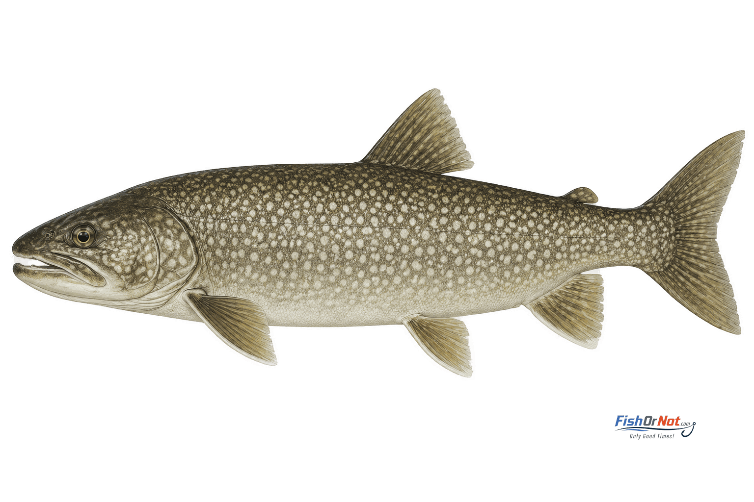 Lake Trout