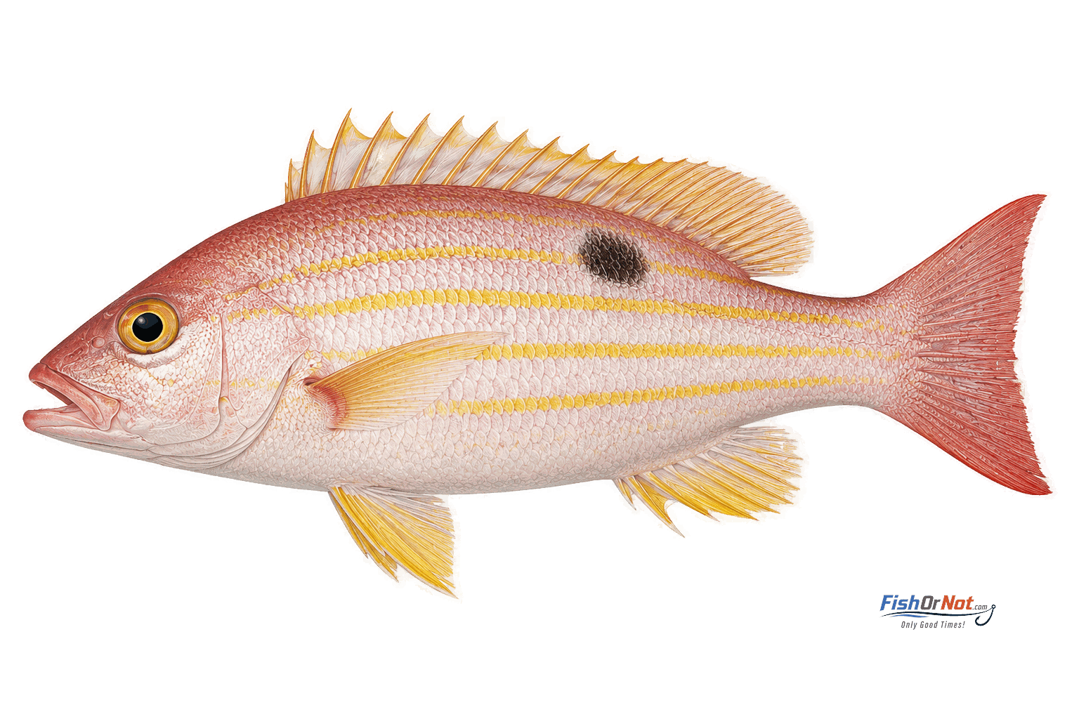 Lane Snapper