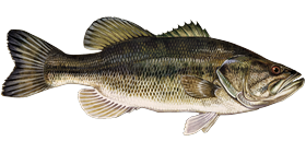 Largemouth Bass