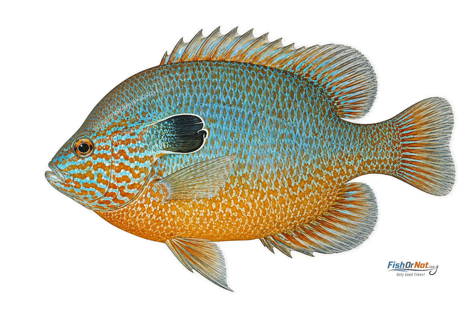 Longear Sunfish