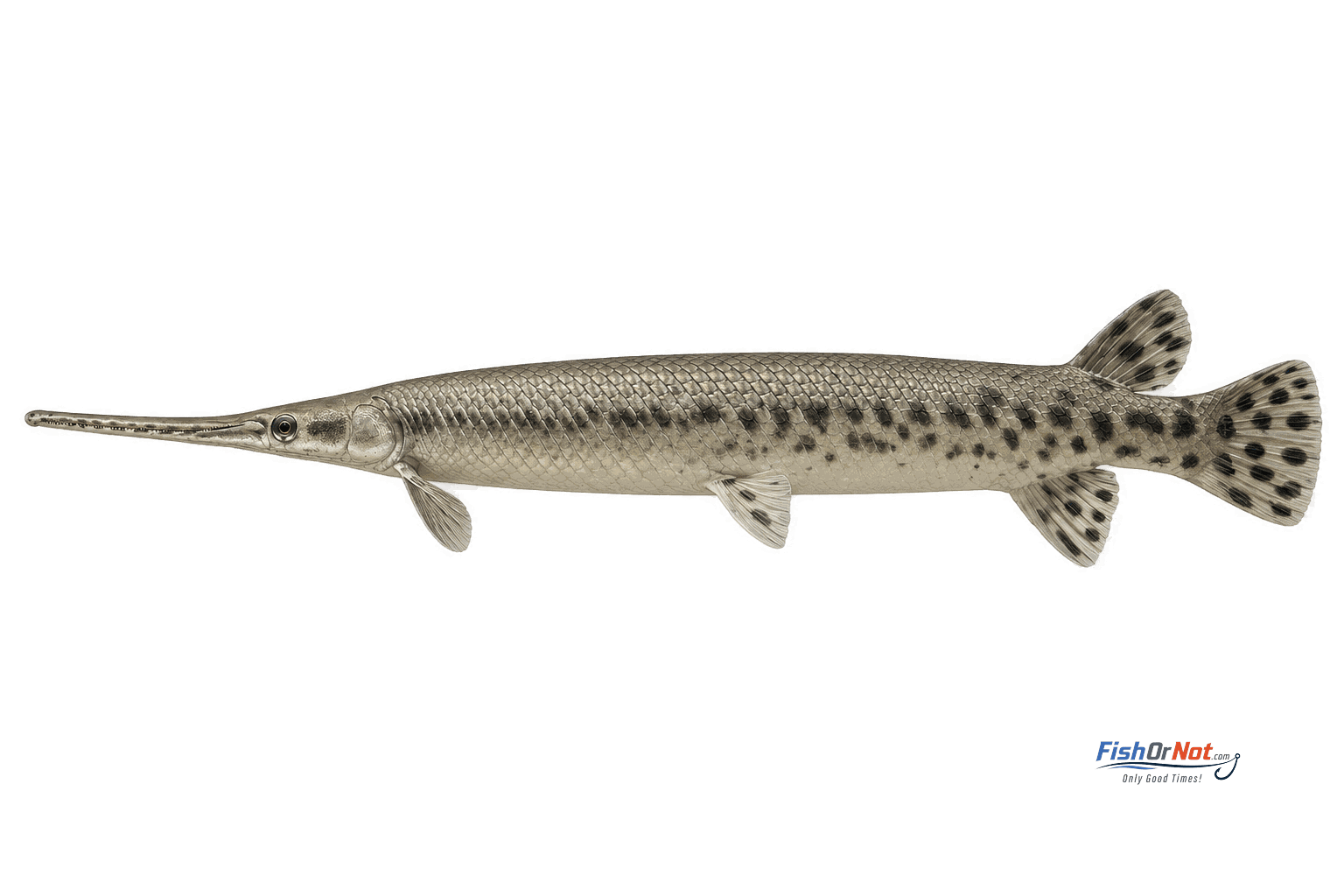 Longnose Gar