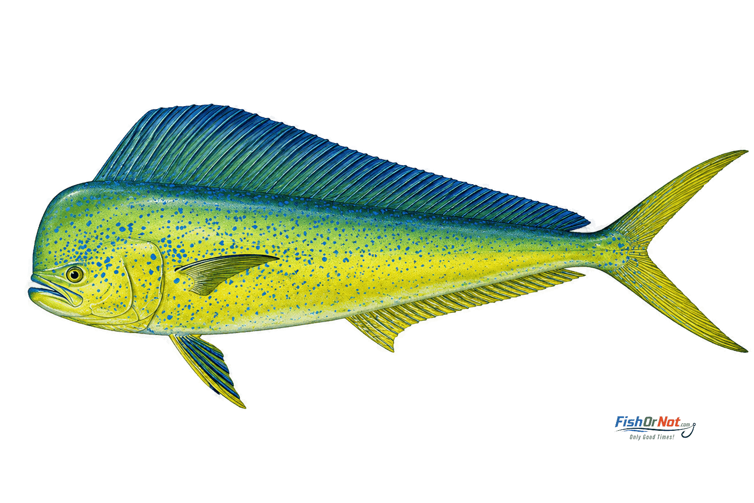 Mahi Mahi (Dolphinfish)