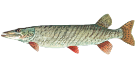 Muskellunge