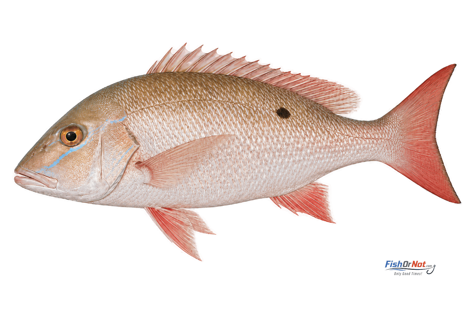 Mutton Snapper