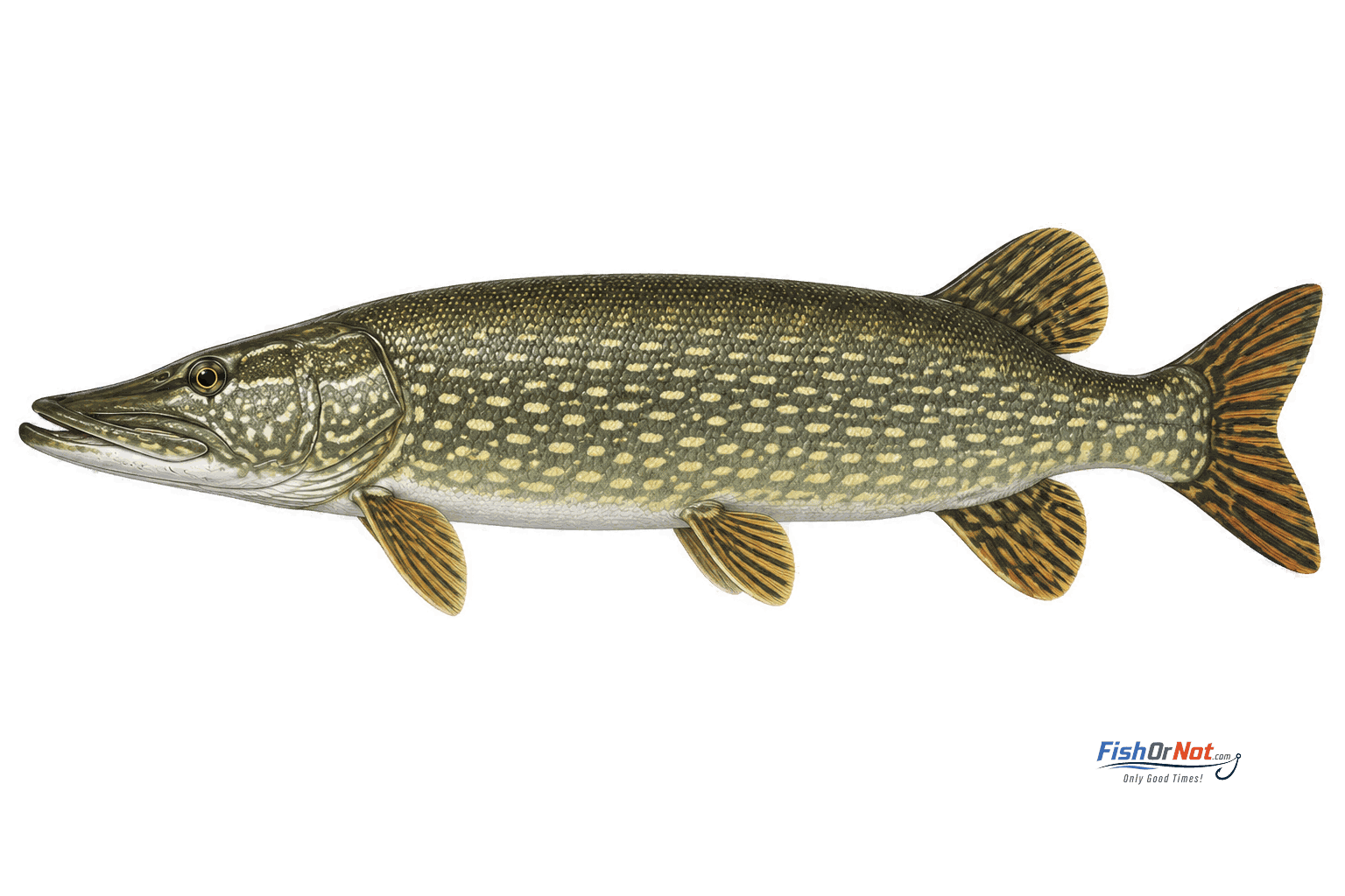 Northern Pike
