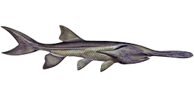 Paddlefish