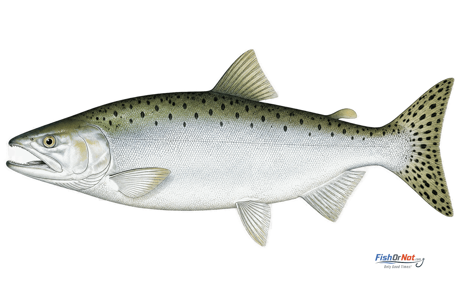 Pink Salmon