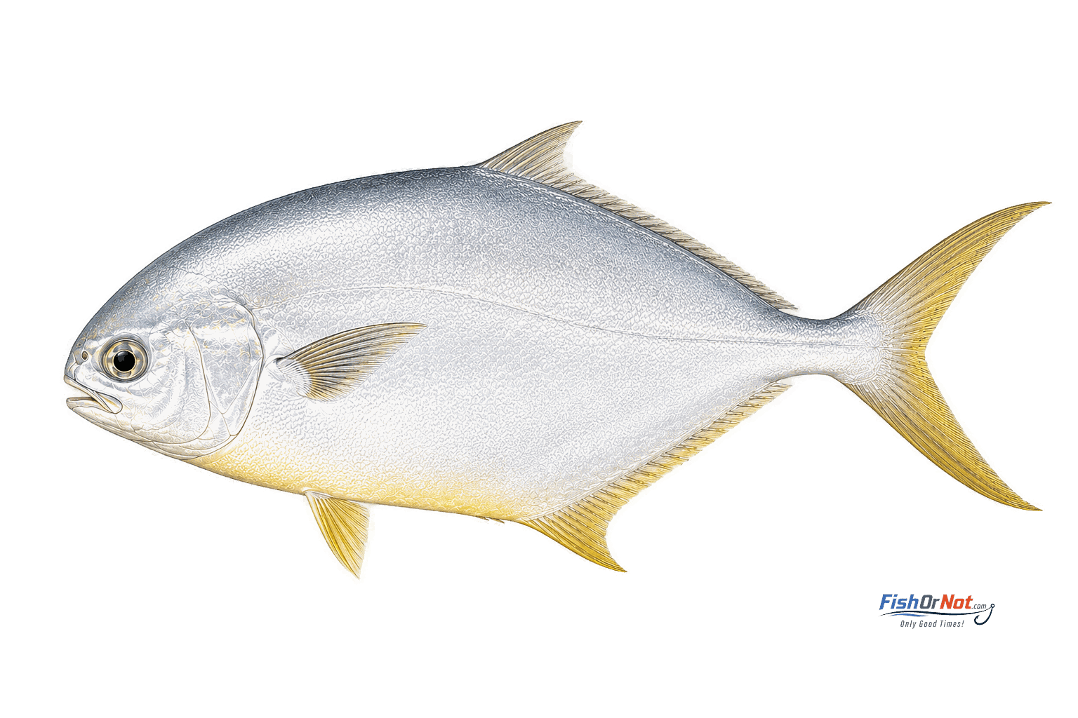 Florida Pompano