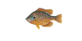 Pumpkinseed