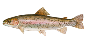Rainbow Trout / Steelhead