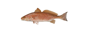 Red Drum