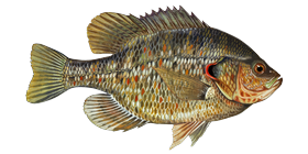 Redear Sunfish