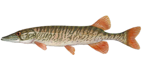 Redfin Pickerel